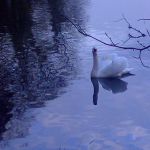 River Moy - Ballina Mayo